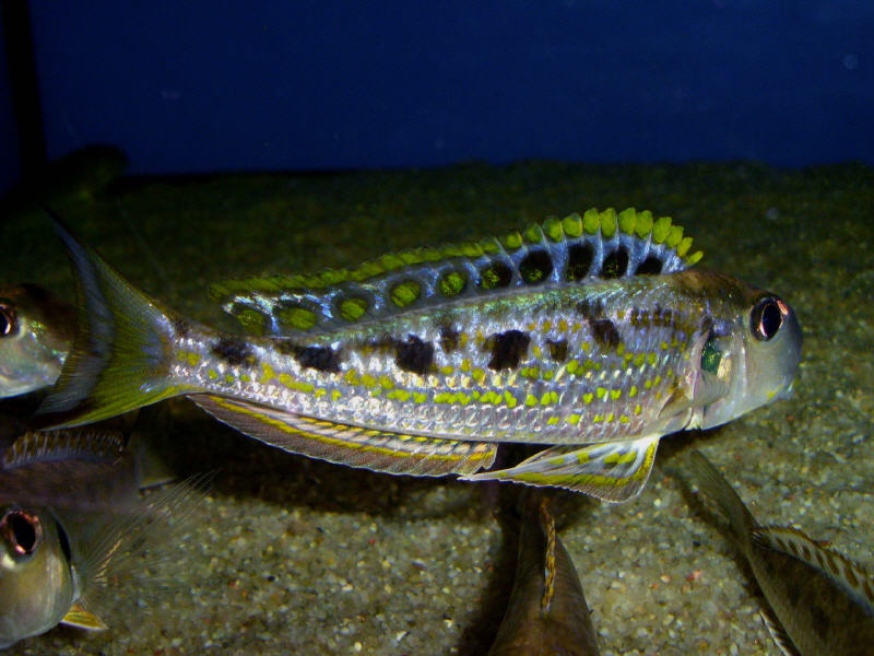 Xenotilapia singularis 'Kekese'